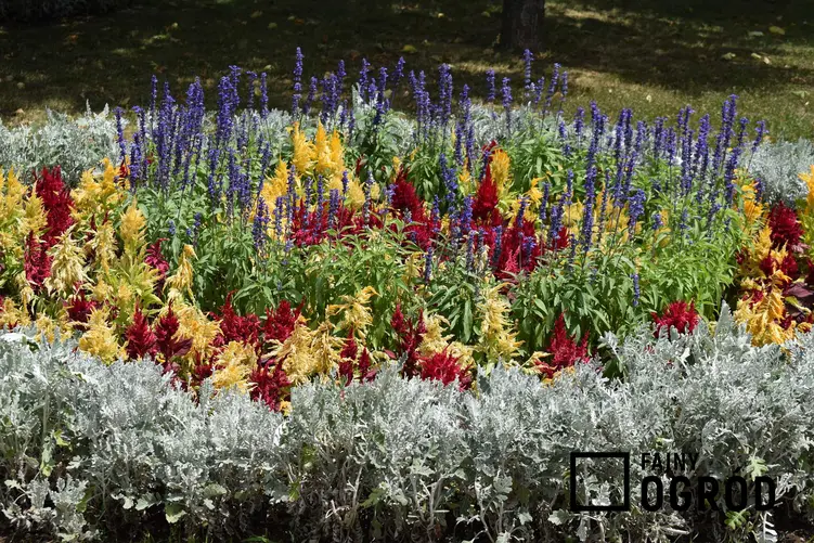 Klomb, czyli kwietnik w ogrodzie podczas kwitnienia oraz inspiracje na klomby w ogrodzie, na przykład kwietniki z opony
