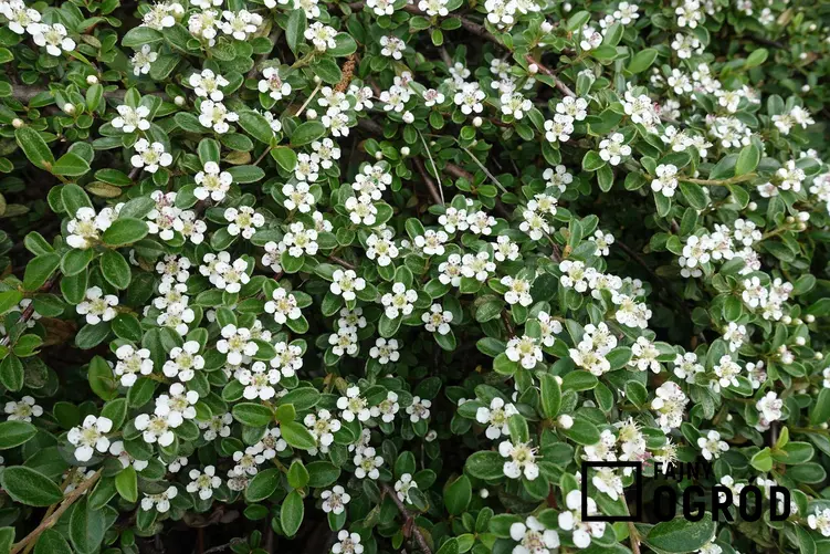 Irga pozioma czy też irga płożąca w czasie kwitnienia na biało w ogrodzie oraz uprawa irgi poziomej, a także jej odmiany
