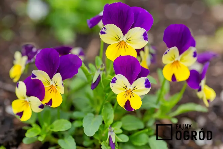 Kwiatki bratki czy też fiołki w czasie kwitnienia jako interesujące kwiaty ogrodowe, a także ich uprawa i pielęgnacja
