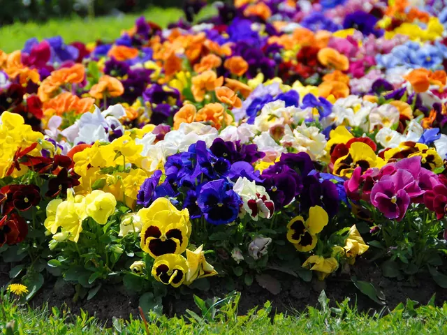 Bratki: odmiany, sadzenie, pielęgnacja