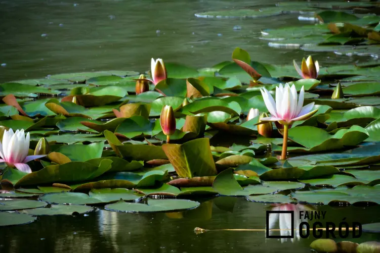 Lilie, czyli pływajace rośliny do oczek wodnych oraz inne rośliny wodne i ich gatunki, a także sadzenie i pielęgnacja