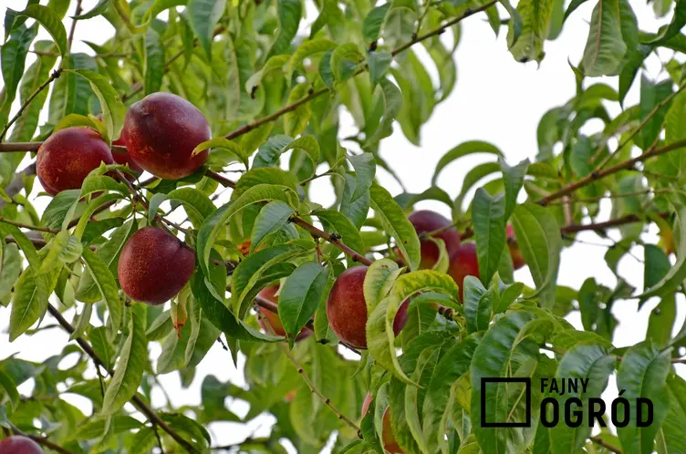 Nektarynka w Polsce dojrzewająca na drzewie oraz uprawa nektarynek i sadzenie nektarynki w ogrodzie krok po kroku