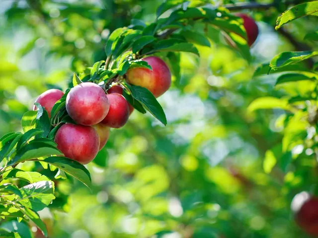 Nektarynka - uprawa, odmiany, choroby