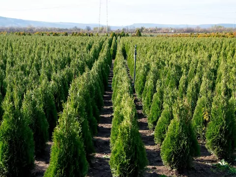 Tuja 'Szmaragd': sadzenie, uprawa, pielęgnacja