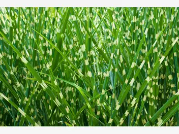Ilustracja artykułu miskant chiński ‘zebrinus’ - uprawa i pielęgnacja pięknej trawy ozdobnej