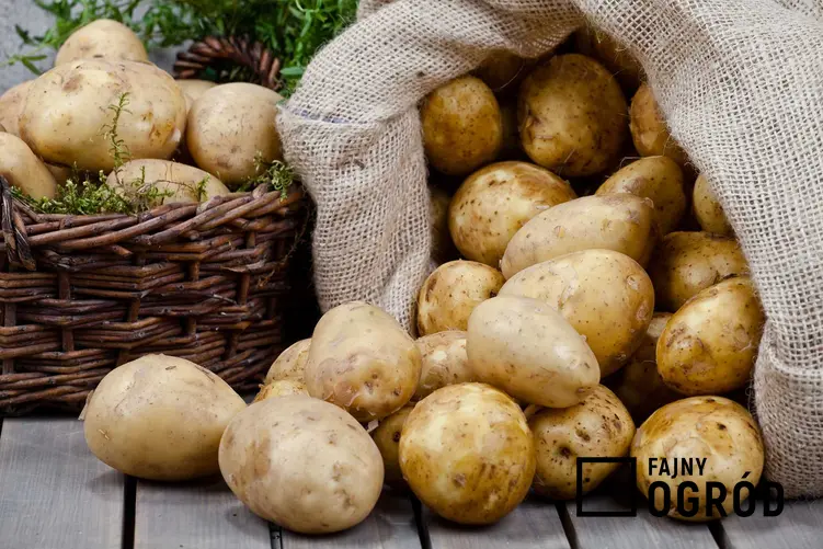 Ziemniaki w worku, a także odmiany ziemniaków jadalnych, czyli gatunki ziemniaków w Polsce i ich charakterystyka