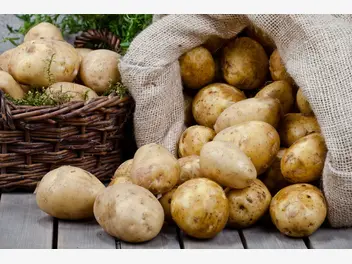 Ilustracja artykułu odmiany ziemniaków jadalnych w polsce - przegląd popularnych gatunków