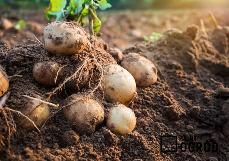 Ziemniaki w ziemi, a także odmiany ziemniaków jadalnych, czyli gatunki ziemniaków uprawianych w Polsce i ich charakterystyka