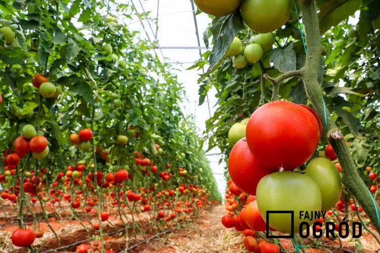 Dojrzewające pomidory w szklarni, czyli uprawa pomidorów szklarniowych oraz porady na temat uprawy pomidorów krok po kroku