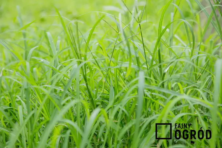 Mietlica pospolita z łaciny Agrostis capillaris, nazywana też trawa pospolita na nasiona trawy oraz zastosowanie