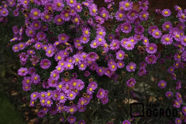 Astry marcinki w czasie kwitnienia, czyli fioletowe wieloletnie astry w ogrodzie oraz ich polecane gatunki i odmiany