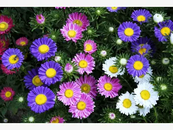Ilustracja artykułu astry marcinki - kwiaty ogrodowe - gatunki, odmiany, uprawa, pielęgnacja, porady