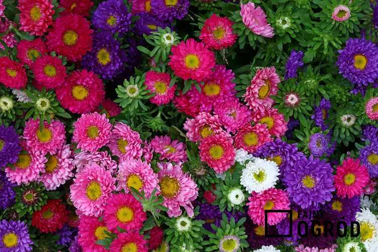 Astry wieloletnie, czyli astry bylinowe w czasie kwitnienia na różne kolory oraz ich uprawa i pielęgnacja