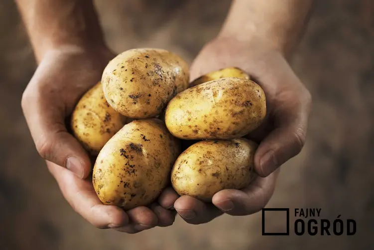 Wartości odżywcze ziemniaków oraz ich właściwości, a także odmiany ziemniaków jadalnych najbardziej popularne w Polsce