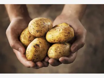 Ilustracja artykułu wartości odżywcze ziemniaków - wyjaśniamy w prostych słowach