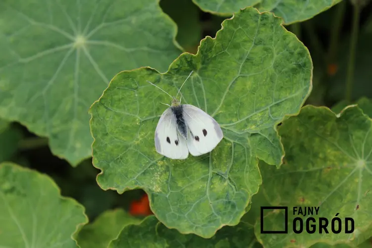 Bielinek kapustnik na liściu, czyli motyl kapustnik lub motyl bielinek oraz gąsienica bielinka i ich zwalczanie