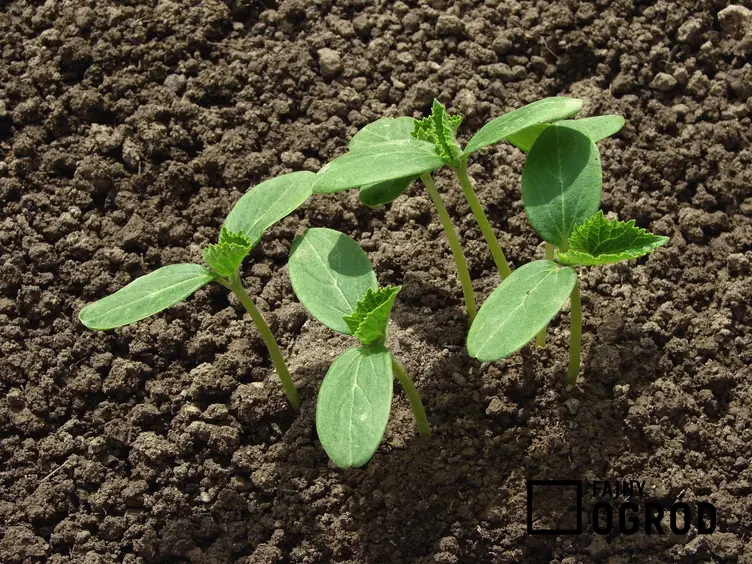 Ogórek siewny w czasie wzrostu i uprawa ogórków siewnych, w tym odmiany i siew ogórków oraz porady, jak uprawiać ogórki gruntowe