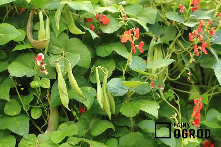 Fasola ozdobna, czyli tak zwana fasola wielokwiatowa lub fasila pnąca w ogrodzie oraz warunki jej uprawy, wysiew i pielęgnacja