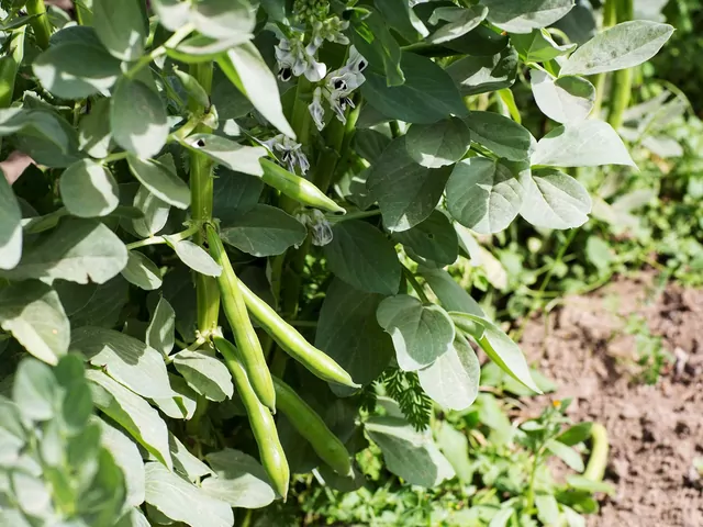 Uprawa fasoli: odmiany, sadzenie, nawożenie