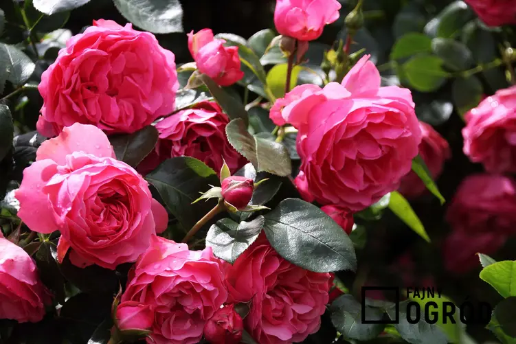 Kwitnący krzew róży, odmiany i gatunki róż ogrodowych, czyli rodzaje róż do uprawy i ich pielęgnacja - porady