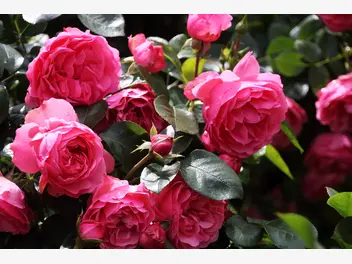 Ilustracja artykułu popularne odmiany róż – zobacz, które rodzaje róż ogrodowych warto mieć u siebie