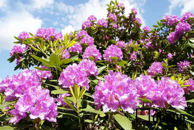 Różanecznik, czyli kwitnące krzewy ogrodowe, w tym krzewy kwitnące wiosną i latem oraz krzewy kwinące od wiosny do jesieni