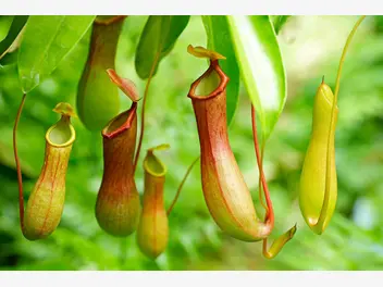 Ilustracja artykułu dzbanecznik - roślina owadożerna – gatunki i odmiany, uprawa, pielęgnacja, podlewanie