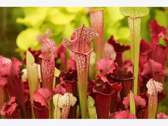 Kapturnica (Sarracenia): odmiany, uprawa, pielęgnacja