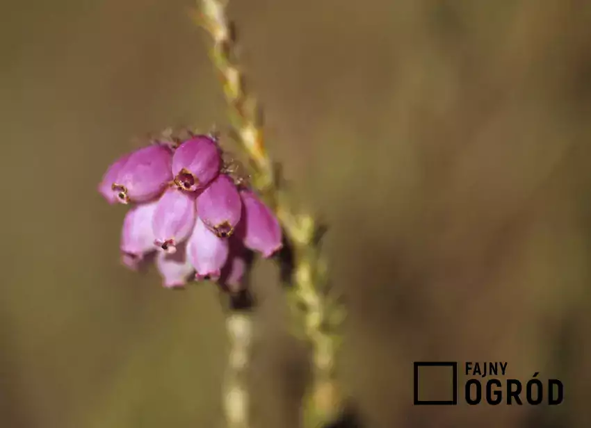 Kwitnący wrzosiec bagienny w ogrodzie