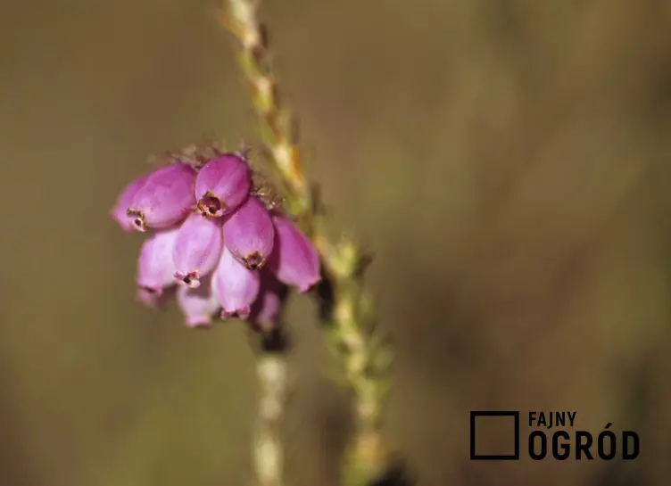 Wrzosiec bagienny, z łaciny erica tetralix w czasie kwitnienia pojedynczego kwiatu oraz uprawa wrzośca bagiennego w ogrodzie