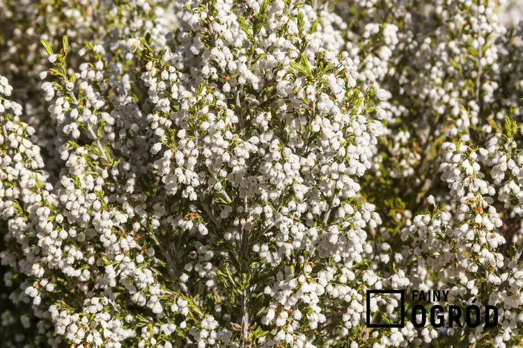 Wrzosiec drzewiasty w czasie kwitnienia w ogrodzie, z łaciny Erica arborea oraz jego uprawa, pielęgnacja i zimowanie