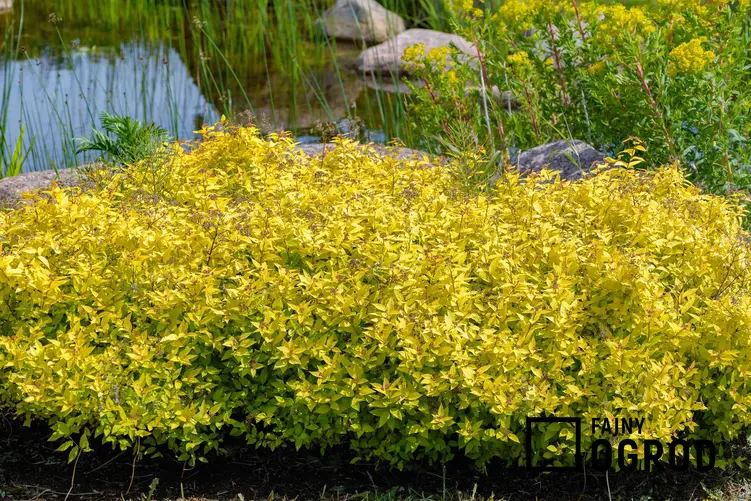 Tawuła japońska Goldmound z łaciny spirea goldmound w czasie kwitnienia oraz jej uprawa, sadzonki, odmiany, rozstawa i wymagania