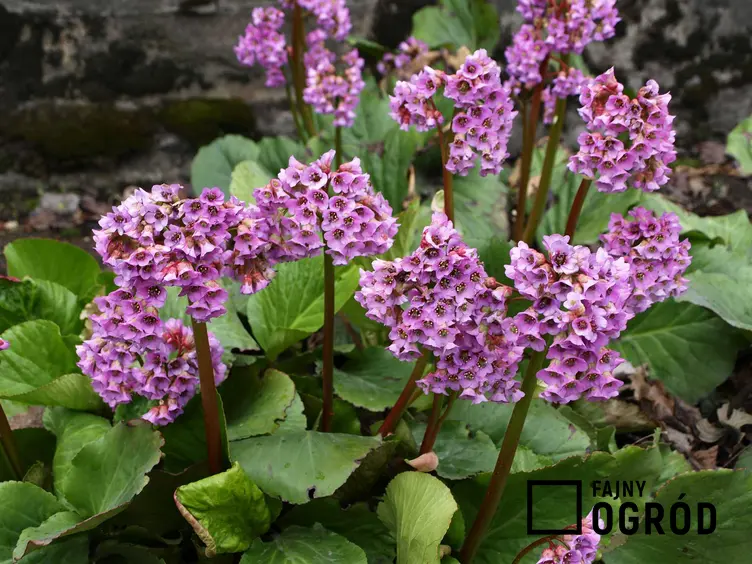 Bergenia sercowata i inne kwiaty cieniolubne oraz rośliny cieniolubne do ogrodu, w tym polecane ogrodowe kwiaty rabatowe i byliny do cienia