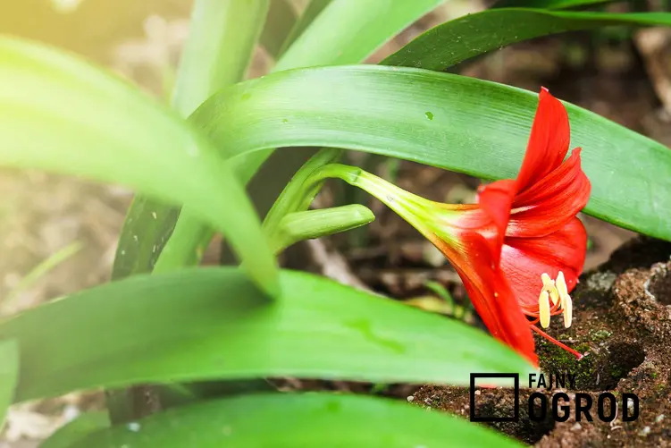 Zwartnica, czyli hippeastrum w czasie kwitnienia, a także zwartnica a amarylis oraz jej uprawa, sadzenie, podlewanie i nawożenie
