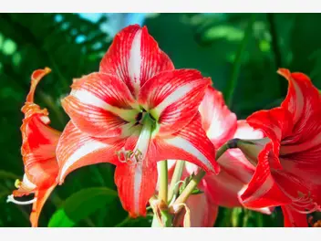 Ilustracja artykułu zwartnica - piękny kwiat - wymagania, uprawa, pielęgnacja, kwitnienie, porady