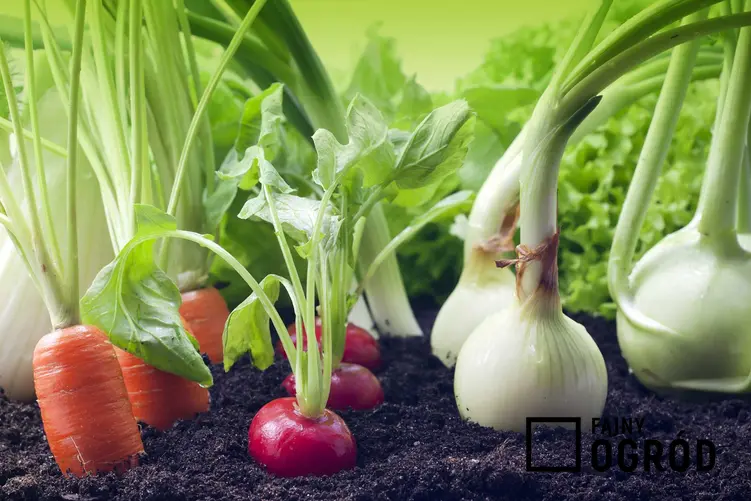 Najlepsze terminy do sadzenia i siania warzyw w ogrodzie, a także jak założyć ogród warzywny krok po kroku