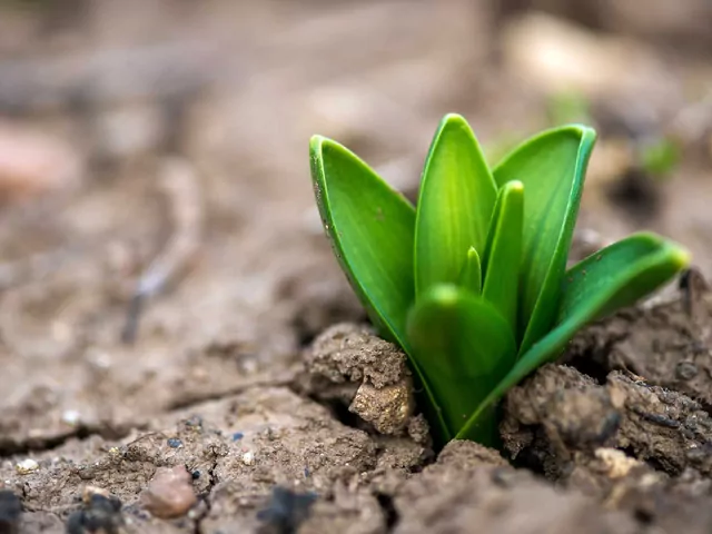 Sadzenie cebulek hiacyntów: poradnik