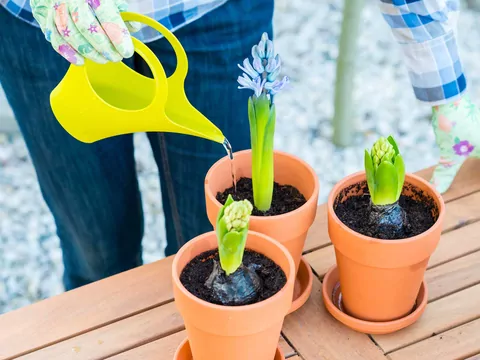 Podlewanie i pielęgnacja hiacyntów