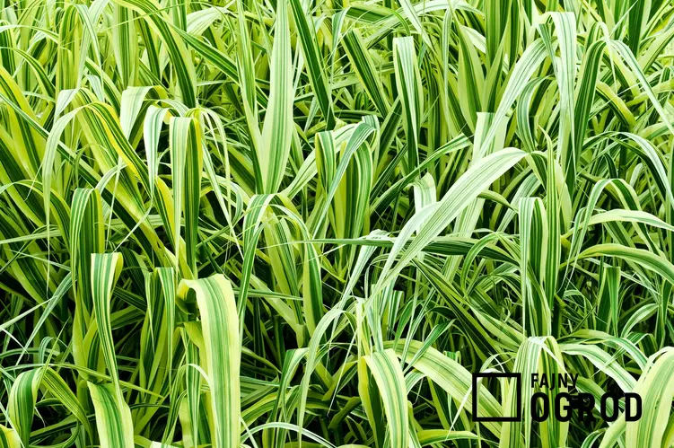 Trawa ozdobna w ogrodzie, a także przycinanie traw ozdobnych, w tym przycinanie trawy pampasowej i cięcie traw innego rodzaju na wiosnę po zimie