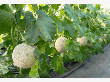 Ilustracja artykułu uprawa melona w gruncie - odmiany, sadzenie, pielęgnacja, zbiór
