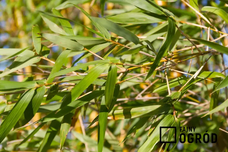 Liście bambusa złocistego, , czyli uprawa bambusa w doniczkach w warunkach domowych, na balkonach i tarasach - krok po kroku