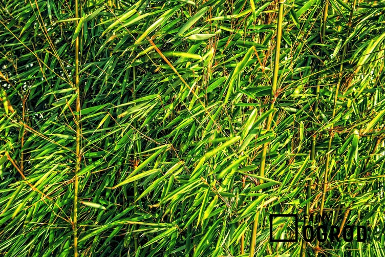 Trawa bambusowa wysoka, a także hakonechloa, aureola czy bambus ozdobny w ogrodzie oraz ich wymagania i pielęgnacja - porady