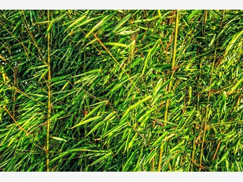 Ilustracja artykułu trawa bambusowa - odmiany, wymagania, uprawa, pielęgnacja, porady