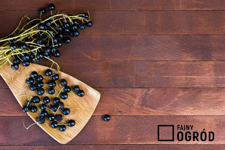 Owoce czeremchy na drewnianej desce oraz przepis na wino z czeremchy domowej roboty, składniki i wykonanie