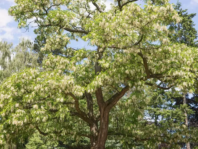 Robinia akacjowa: odmiany i pielęgnacja