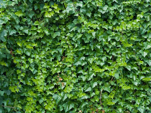 Wieloletnie zimozielone pnącza - uprawa