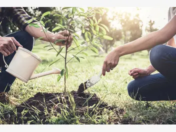 Ilustracja artykułu jak i kiedy sadzić drzewka owocowe - praktyczny poradnik krok po kroku