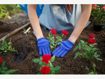 Ilustracja artykułu jak i kiedy sadzić róże? praktyczny poradnik krok po kroku
