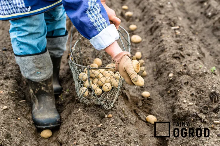 Sadzenie ziemniaków przez mężczyznę, czyli informacje kiedy sadzić ziemniaki i sadzenie kartofli krok po kroku