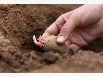 Ilustracja artykułu sadzenie ziemniaków krok po kroku - jak i kiedy sadzić ziemniaki?